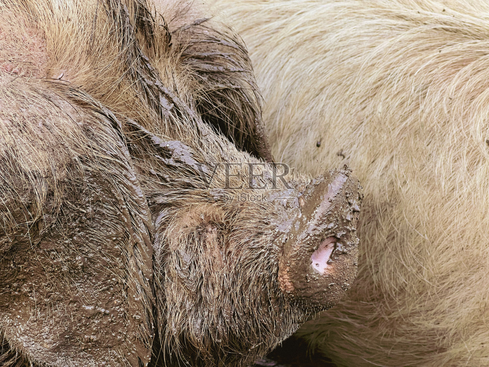 一头满身泥的猪的特写肖像。只有它的鼻子是粉红色的。照片摄影图片