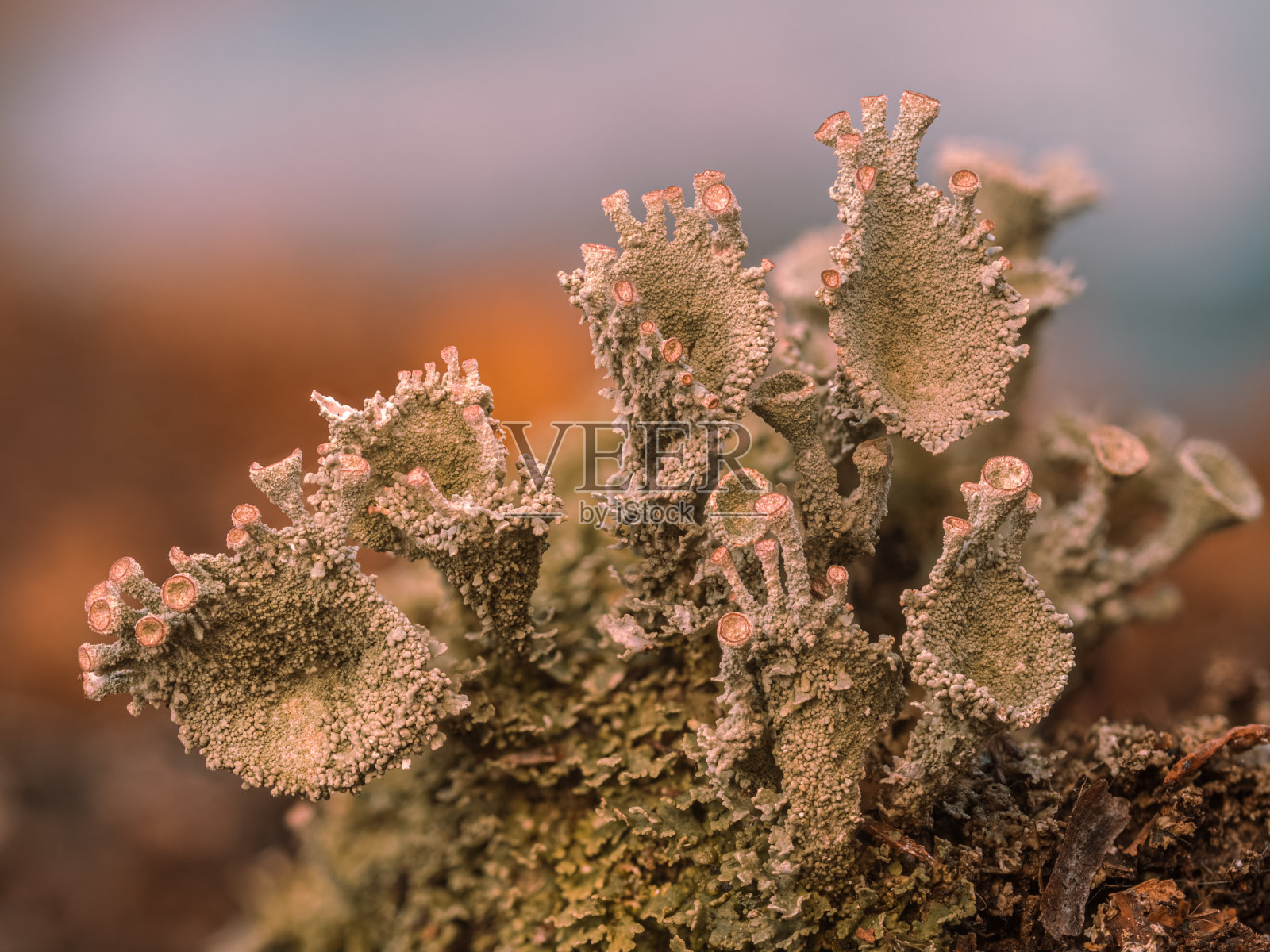 特写与红色子实体杯状地衣。照片摄影图片