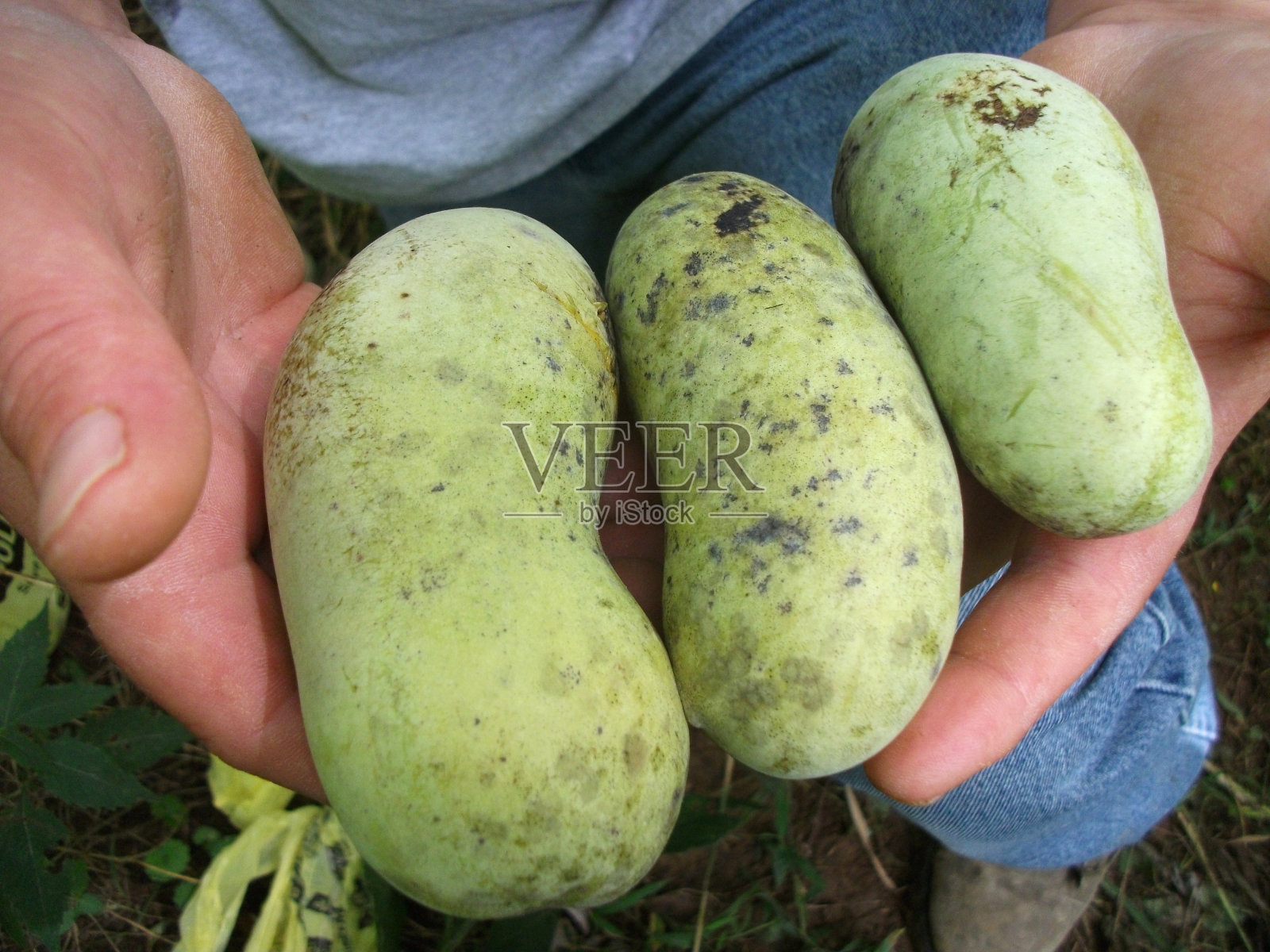 手捧梅花四瓣三叶木瓜果实照片摄影图片