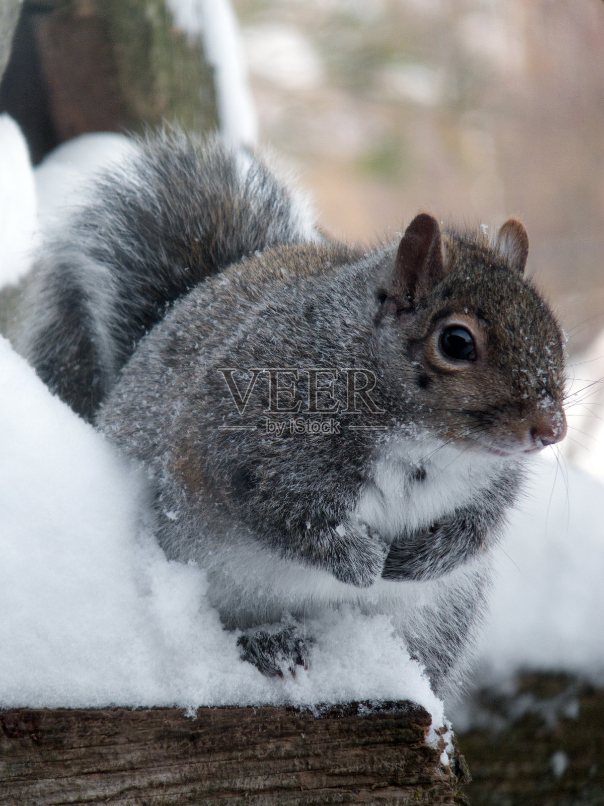 有铲吗?照片摄影图片