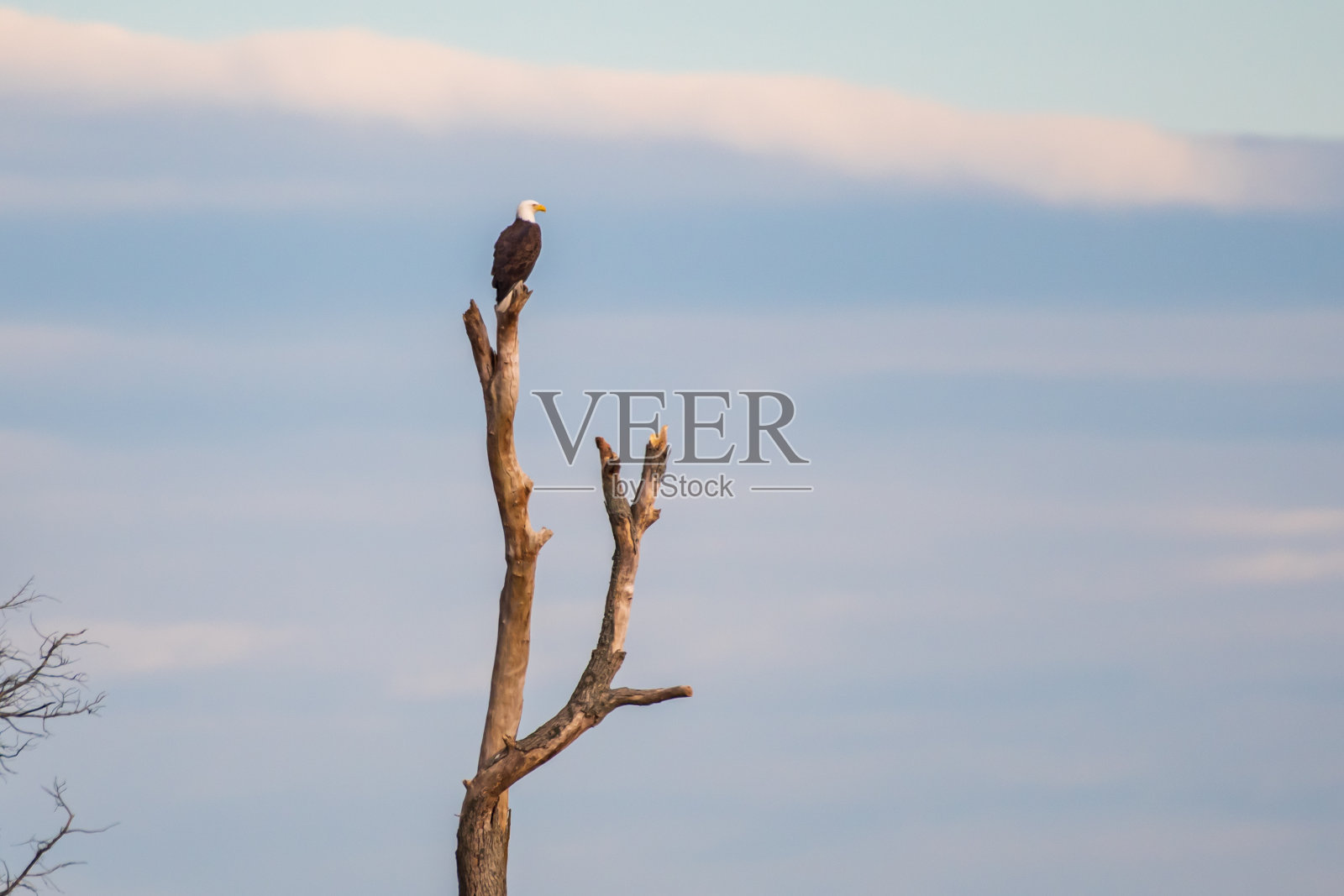 老鹰栖息在树梢上照片摄影图片