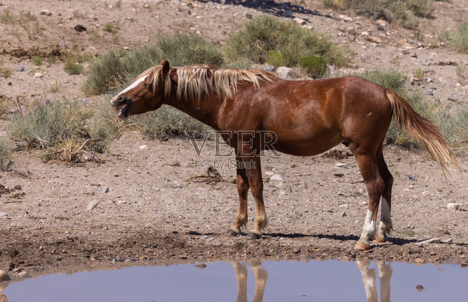 犹他州的野马照片摄影图片