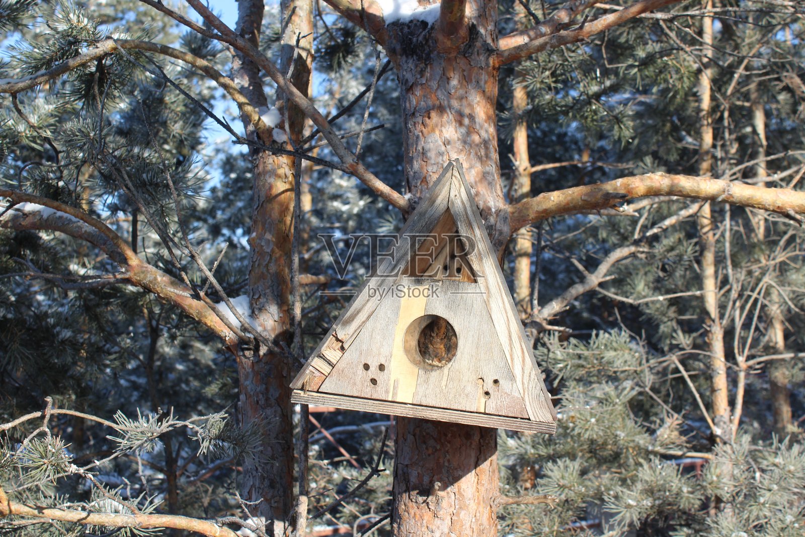 松树公园里喂鸟的人照片摄影图片