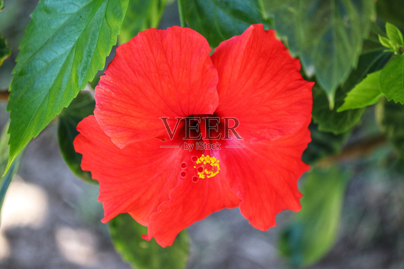 美丽的木槿花，一种木质、纤维状的灌木，高达5米。照片摄影图片