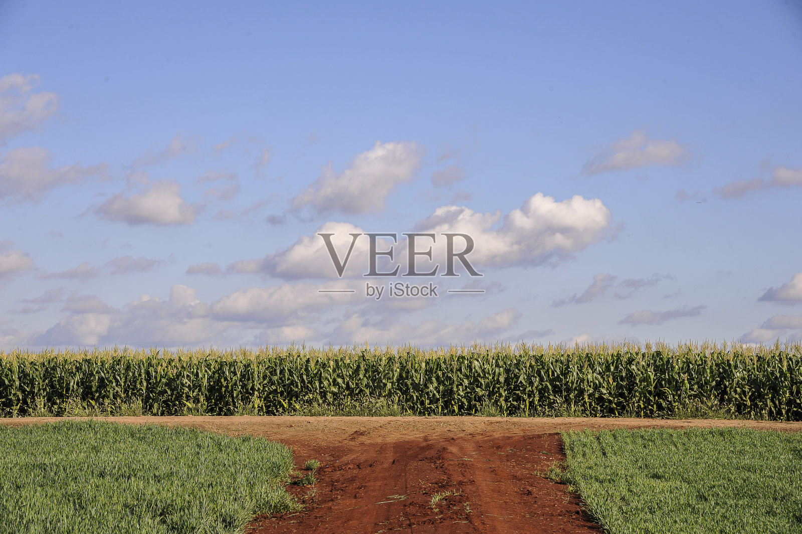 在农村种植玉米照片摄影图片