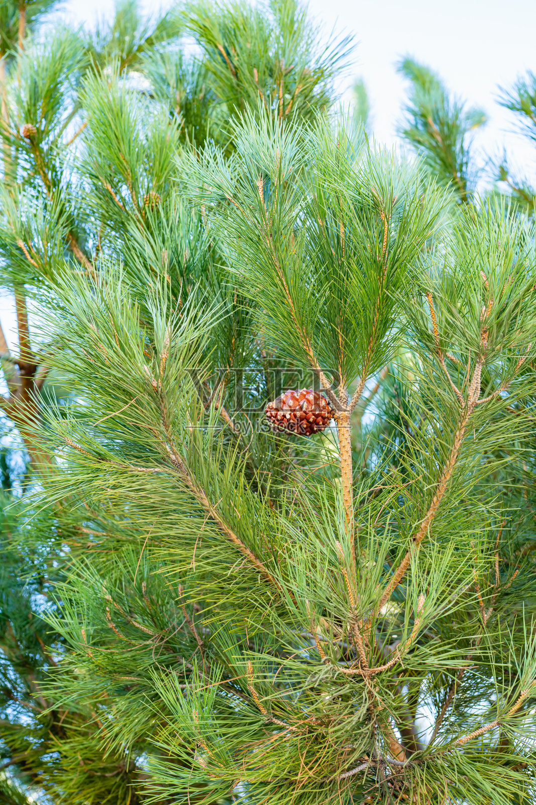 松树上的松果靠近，竖旗照片摄影图片