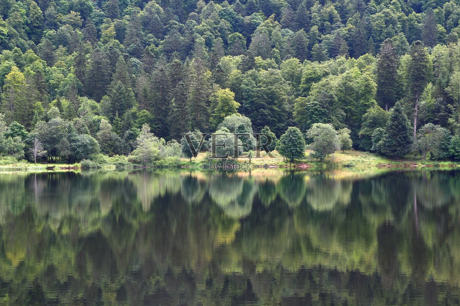 树木和它们的倒影照片摄影图片