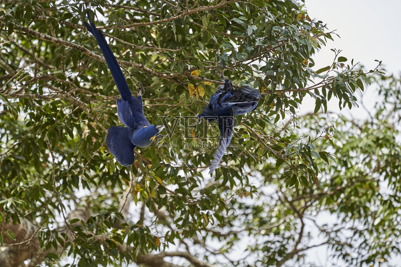 风信子金刚鹦鹉，又称风信子金刚鹦鹉，是一种美丽的大型深蓝色鹦鹉，可以在南美洲约弗莱港附近的潘塔尔地区找到照片摄影图片