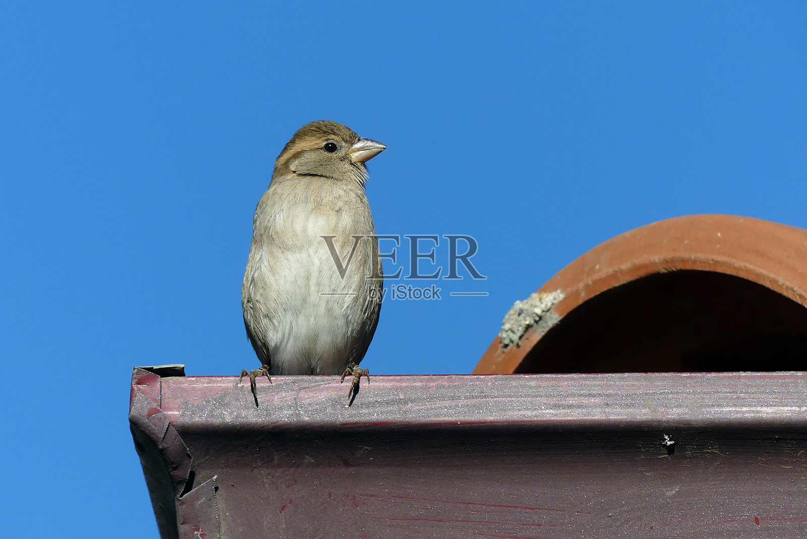 在一个房子的屋顶上麻雀做了一个窝，站在屋顶上，蓝色的天空和小麻雀，屋顶上的麻雀，照片摄影图片