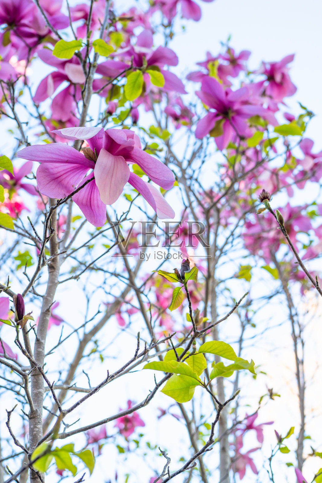 木兰树开花。美丽的紫色花朵，绿色的叶子和清澈的蓝天背景，垂直的横幅照片摄影图片