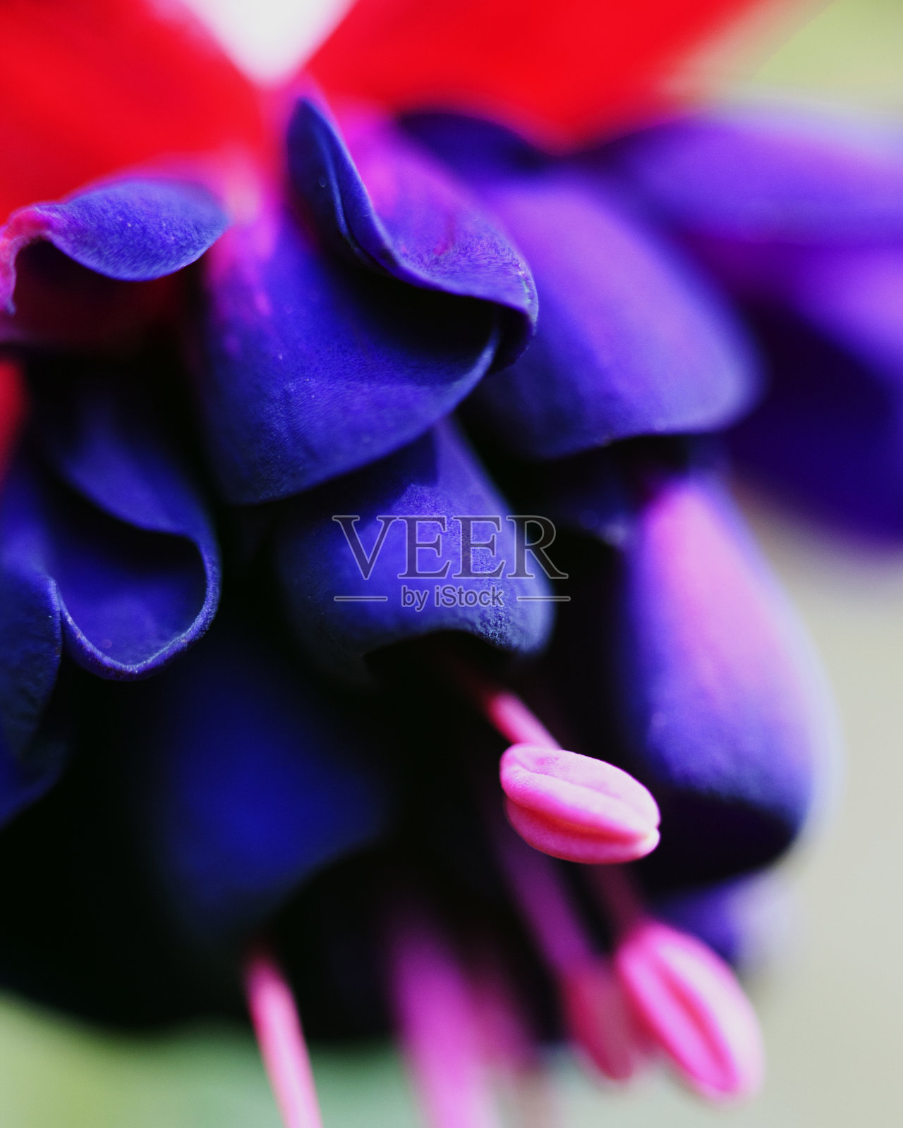 彩色花朵形成抽象背景和设计的宏观图像，显示图案和线条在自然的危地马拉阿蒂特兰湖。照片摄影图片