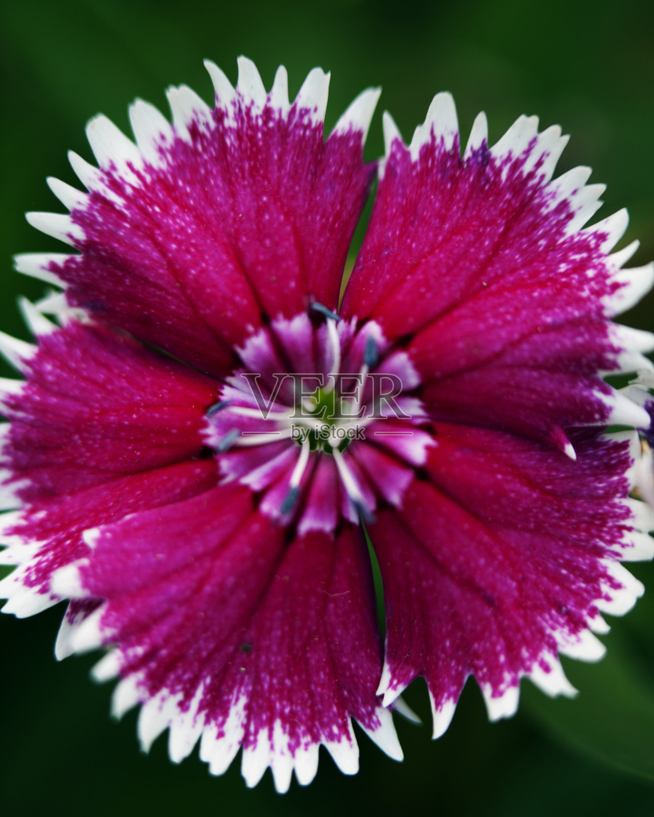 彩色花朵形成抽象背景和设计的宏观图像，显示图案和线条在自然的危地马拉阿蒂特兰湖。照片摄影图片