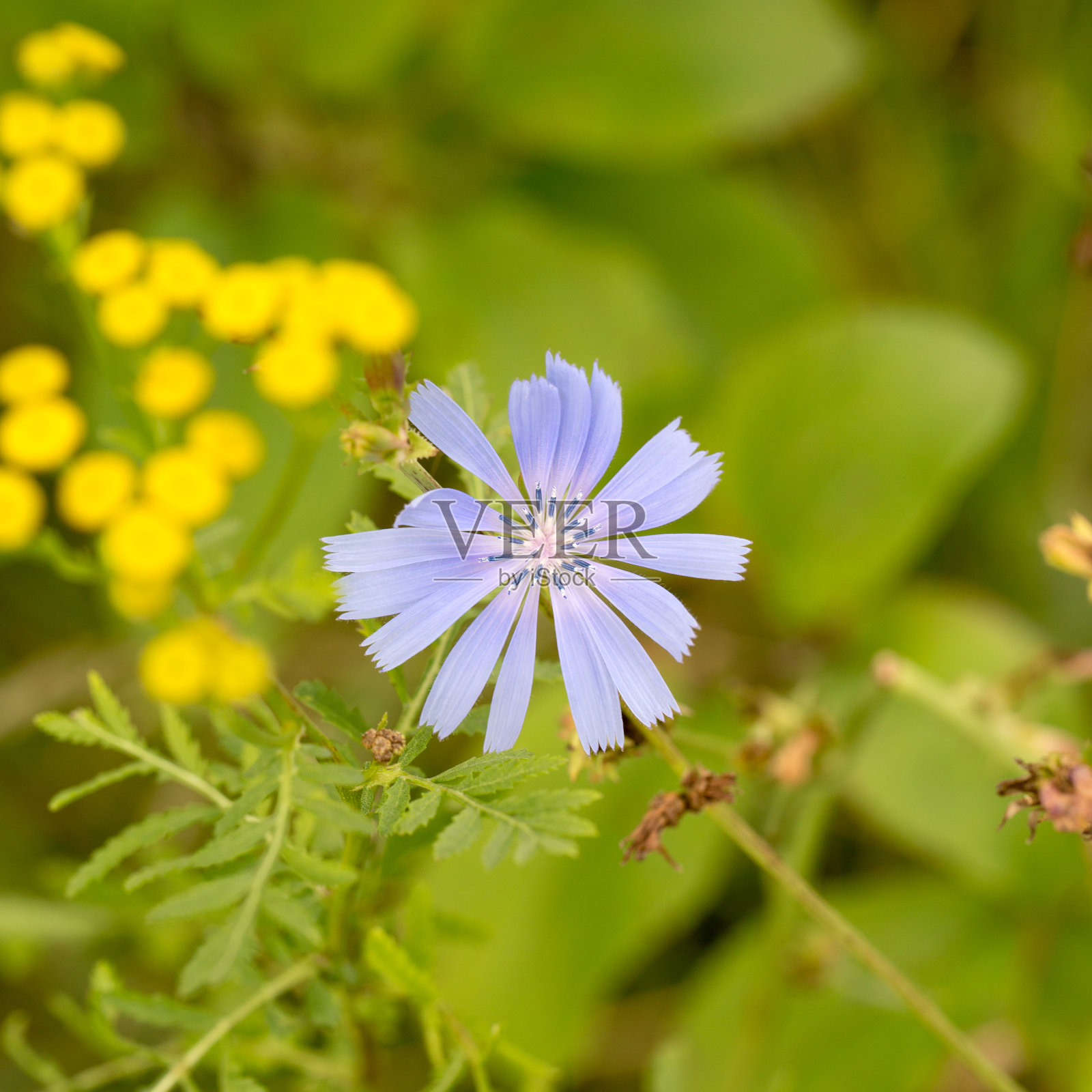 夏天的时间。阳光灿烂的落日背景下盛开的三叶草。照片摄影图片