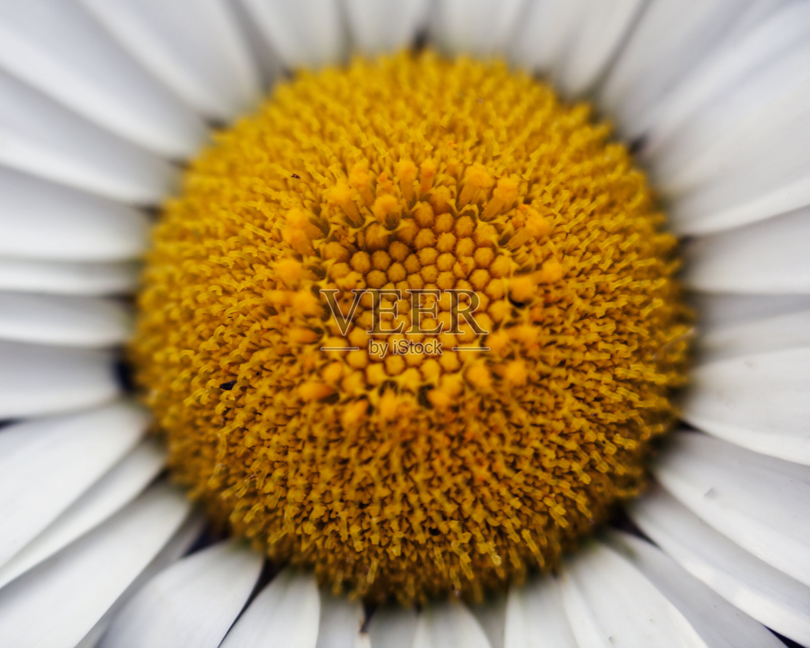 彩色花朵形成抽象背景和设计的宏观图像，显示图案和线条在自然的危地马拉阿蒂特兰湖。照片摄影图片