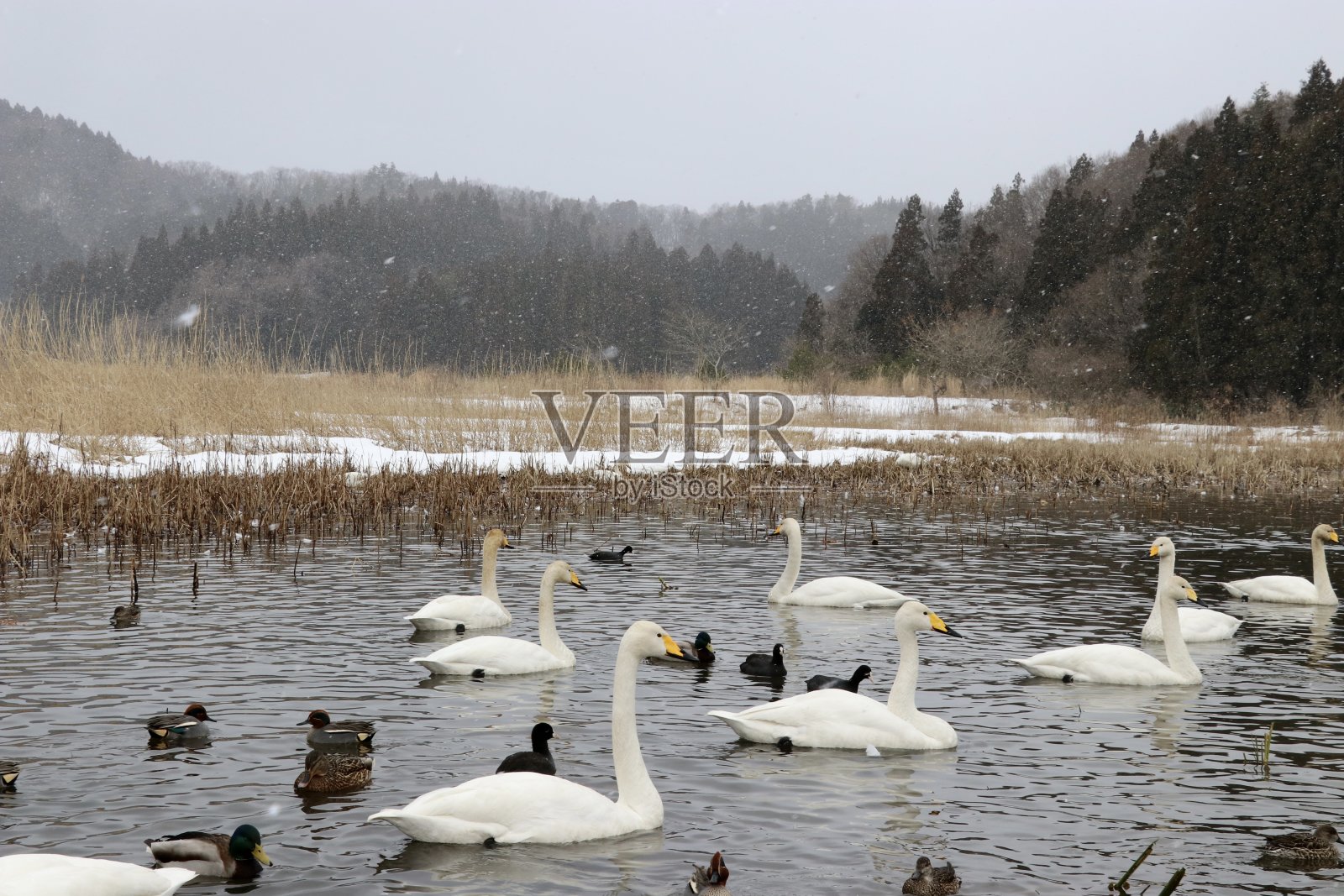 天鹅在冬天照片摄影图片