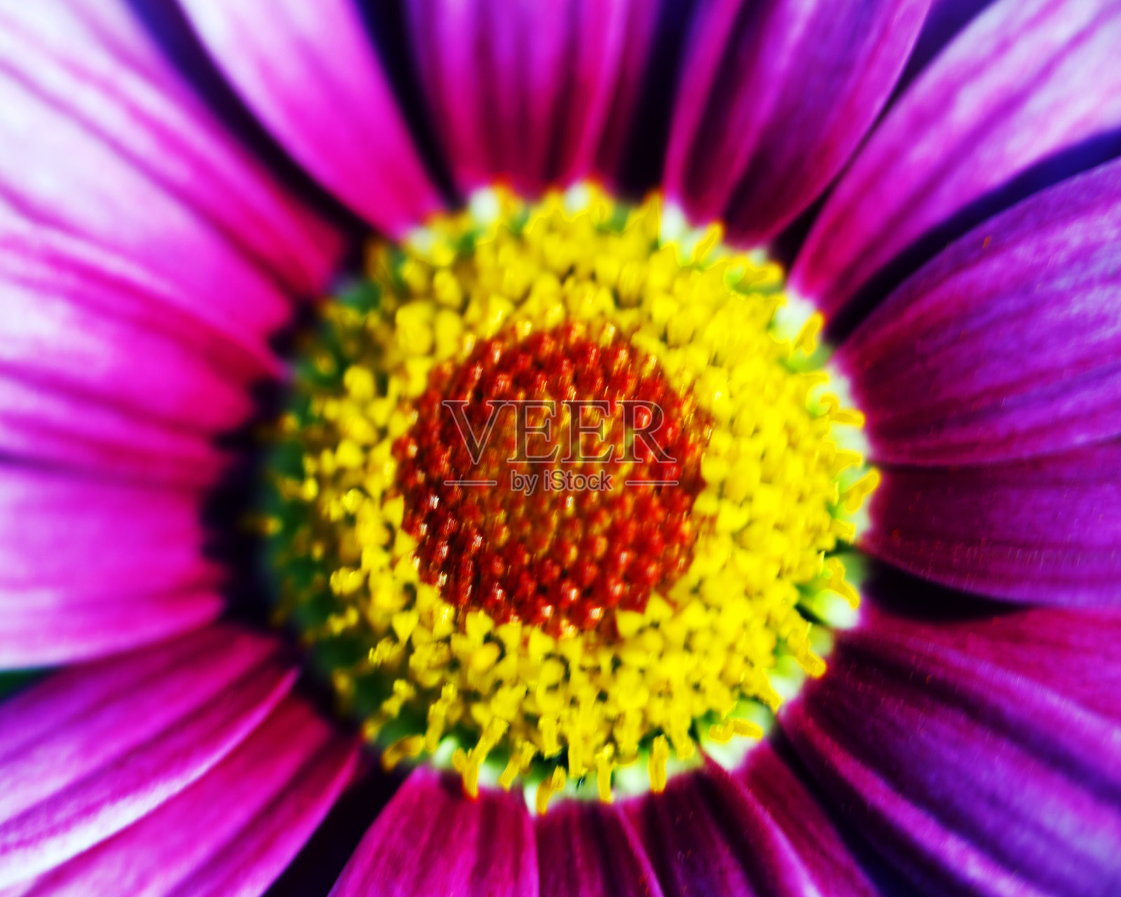 彩色花朵形成抽象背景和设计的宏观图像，显示图案和线条在自然的危地马拉阿蒂特兰湖。照片摄影图片