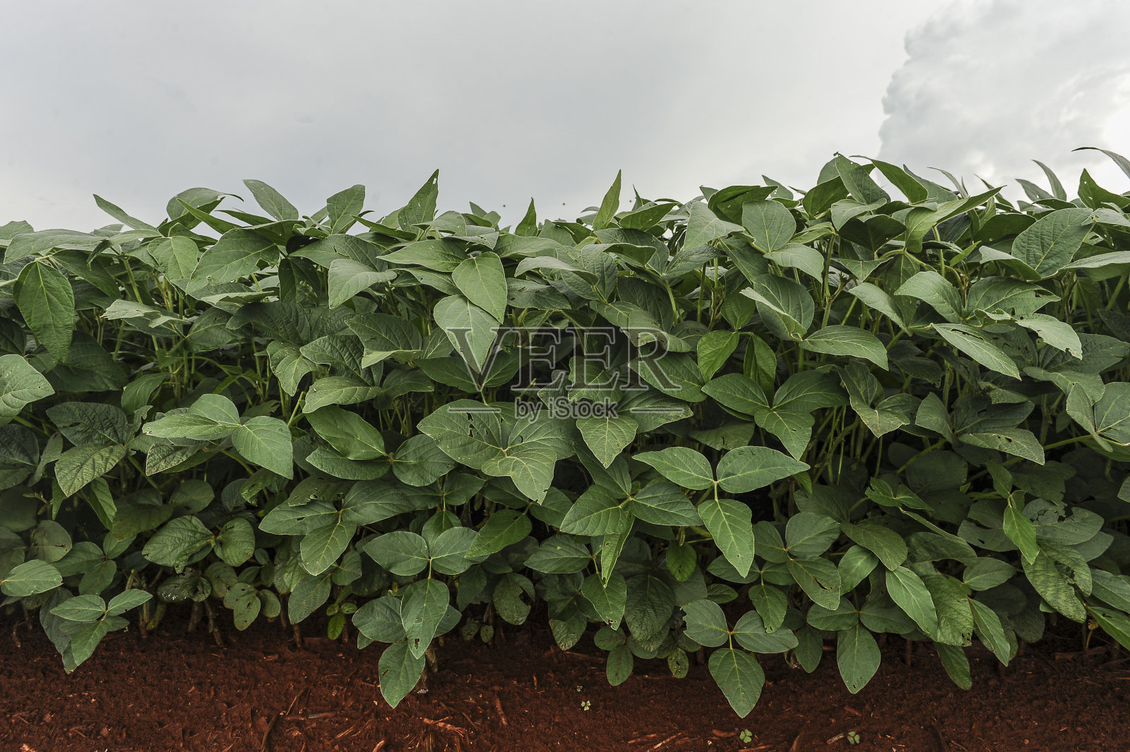 种植大豆照片摄影图片