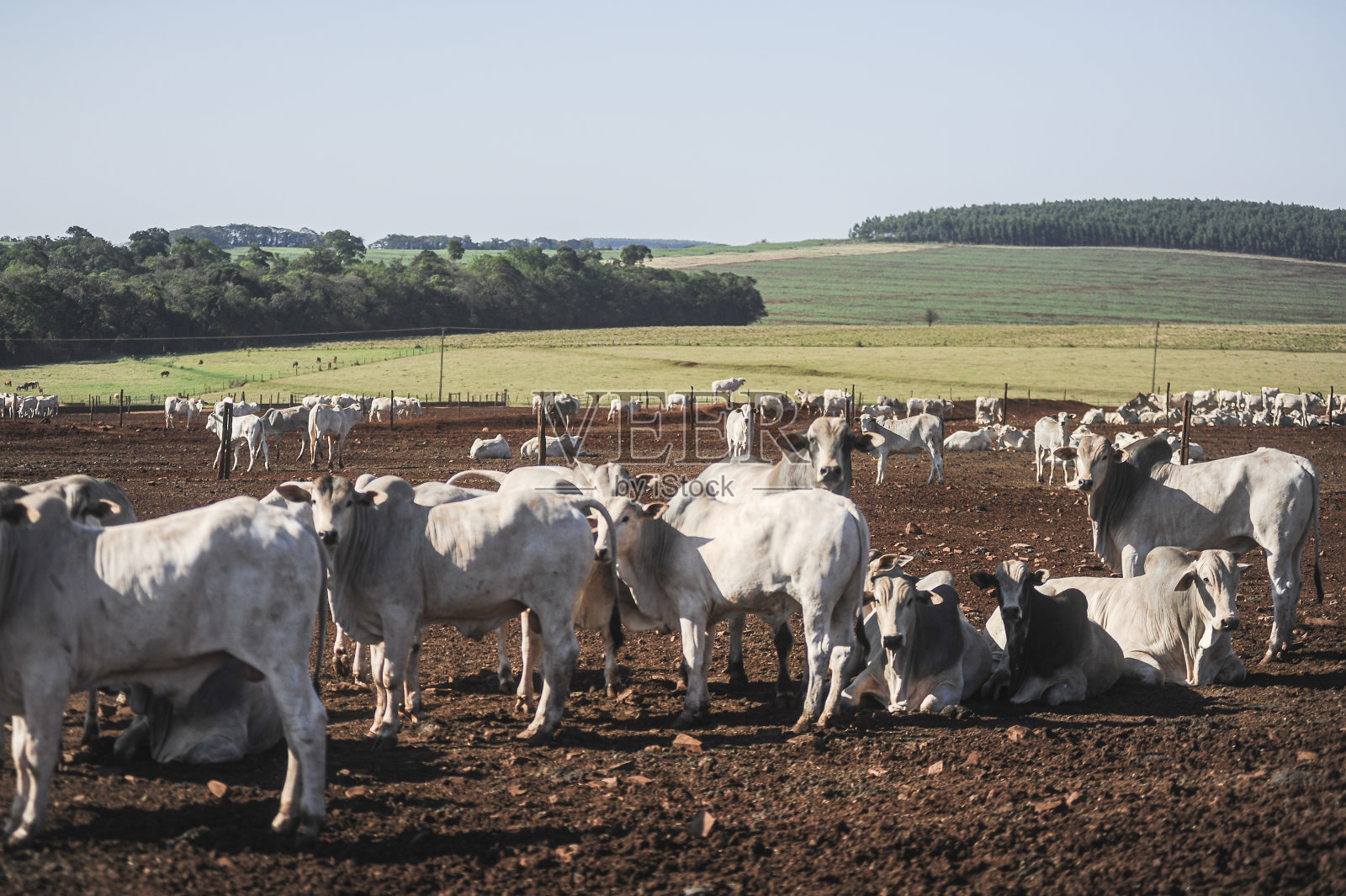 在一个可持续的模范农场饲养耐罗尔小肉牛照片摄影图片