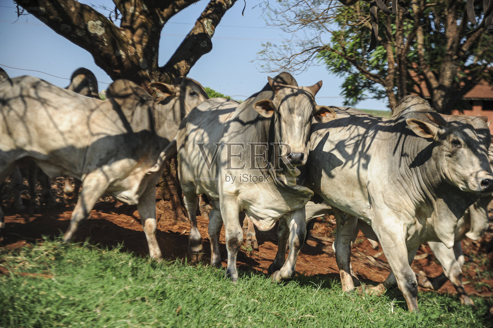 在一个可持续的模范农场饲养耐罗尔小肉牛照片摄影图片