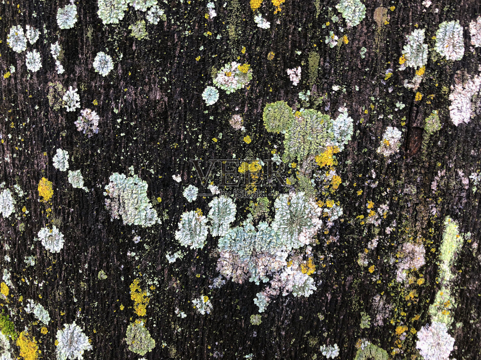 树背景纹理苔藓真菌照片摄影图片