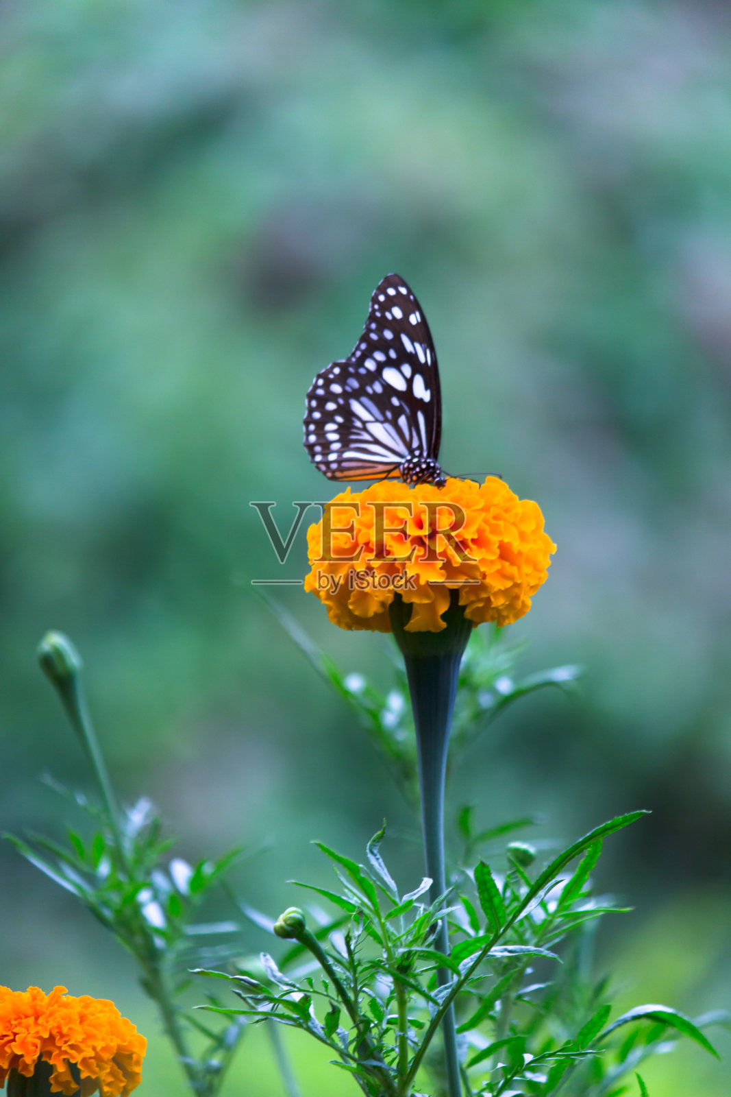 一个美丽的蓝色斑点乳草蝴蝶坐在花植物在它的自然栖息地照片摄影图片