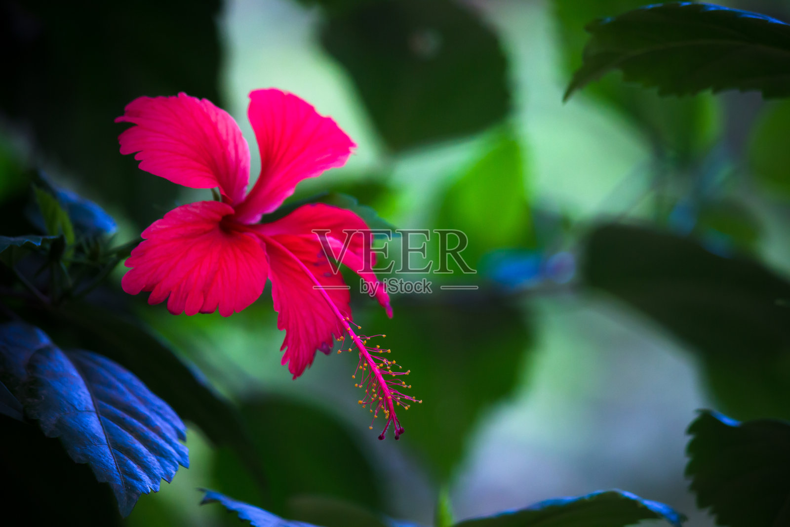 红色的木槿花在绿色的背景上。在热带花园。照片摄影图片