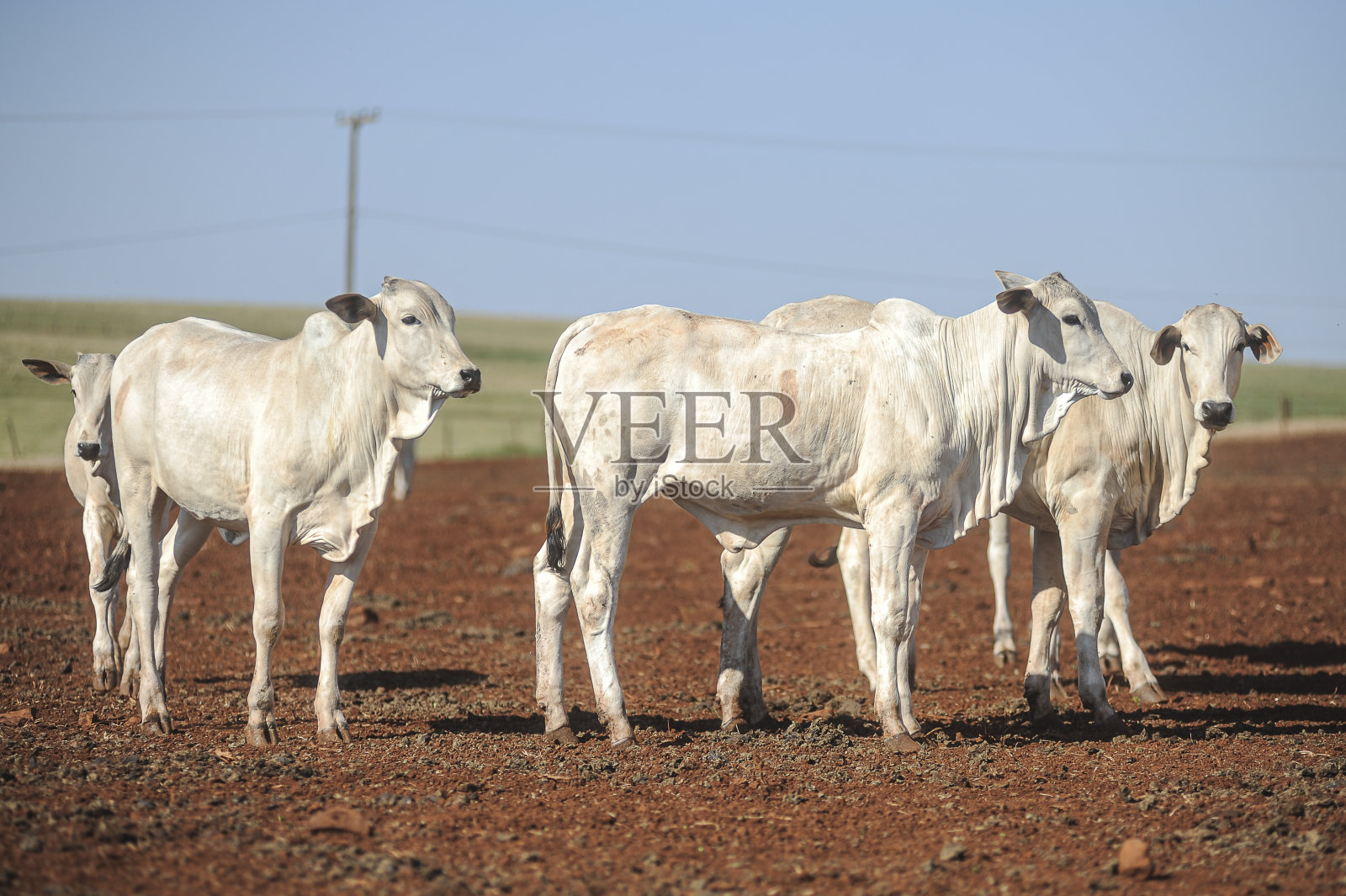 在一个可持续的模范农场饲养耐罗尔小肉牛照片摄影图片