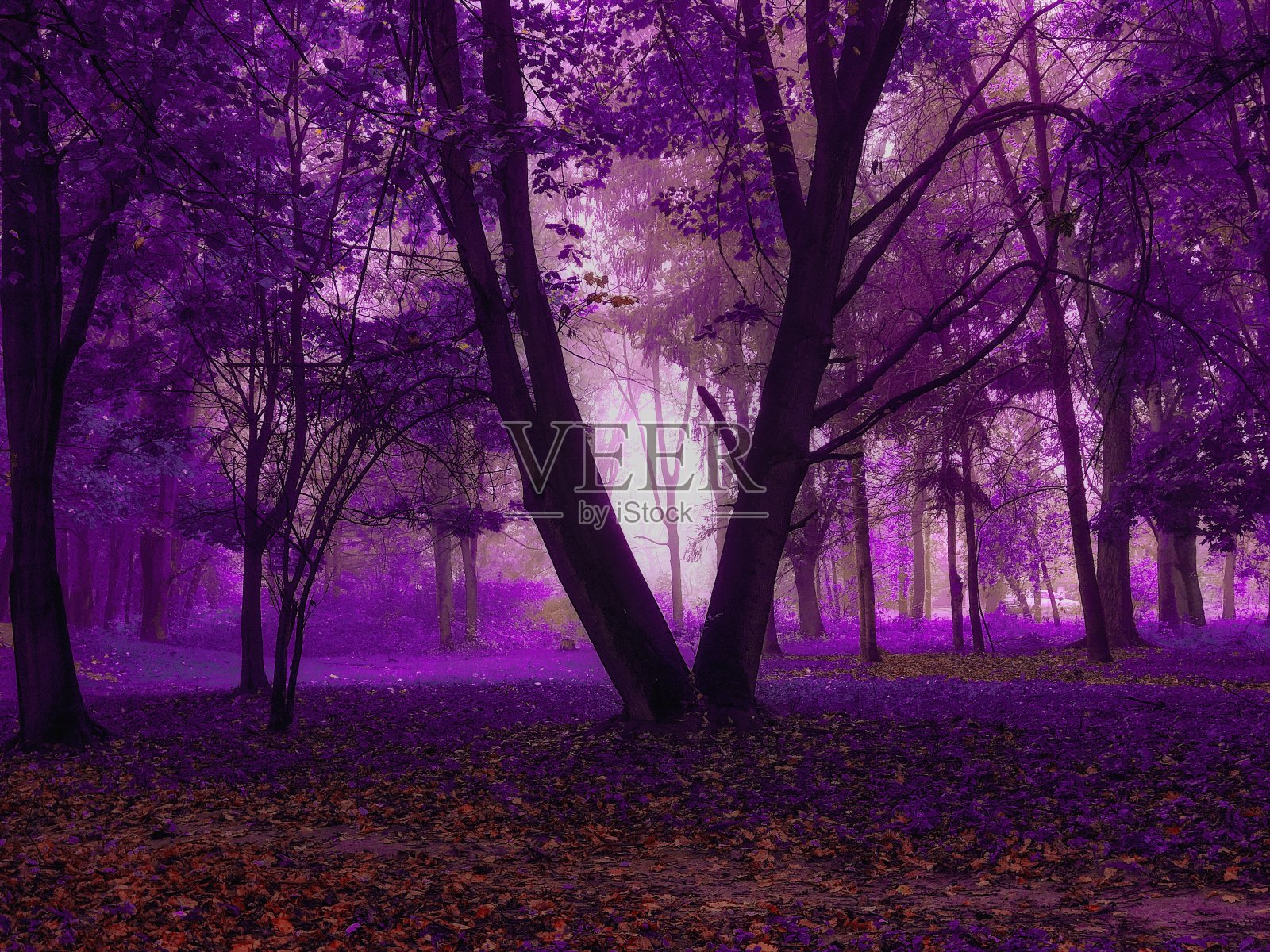 秋天的森林在早晨照片摄影图片