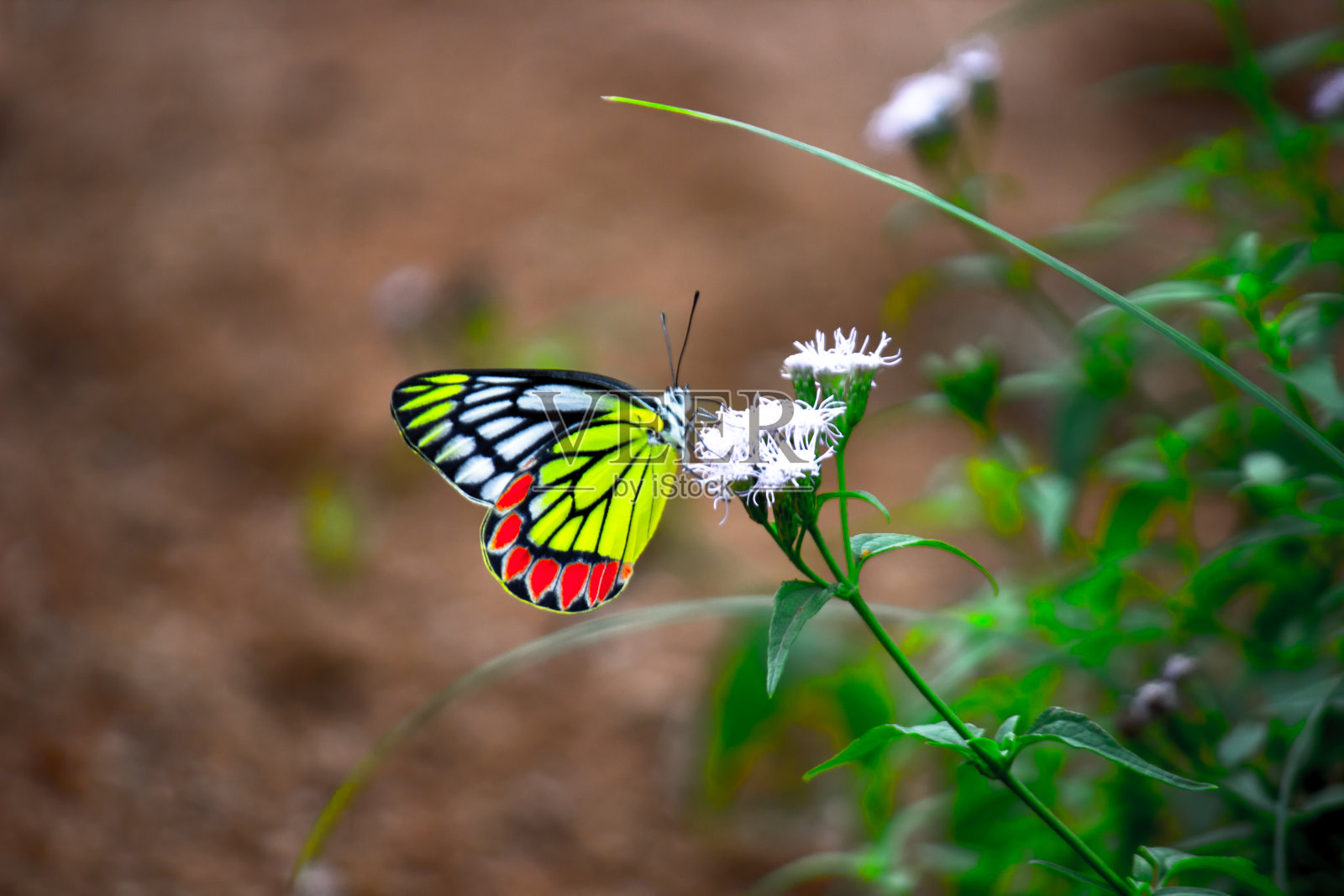 在印度的一个公园里，一只雌性的Delias eucharis，也就是普通的Jezebel，是一只中等大小的粉蝶，被发现挂在花上。蝴蝶身上的条纹颜色很吸引人照片摄影图片