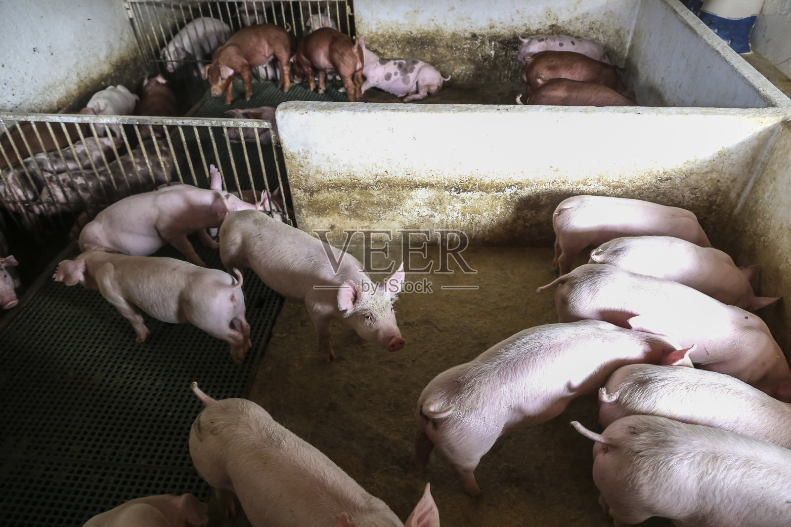 农村养猪场的猪仔照片摄影图片