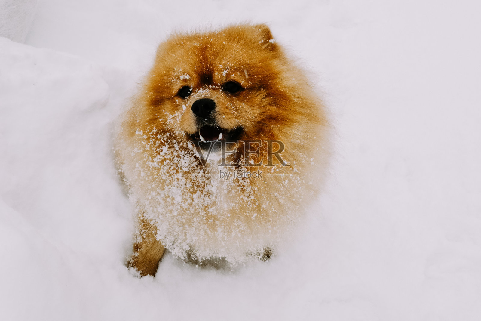 宠物在冬天的大自然中漫步照片摄影图片