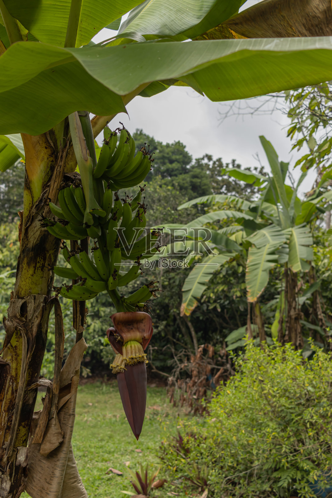 串香蕉照片摄影图片