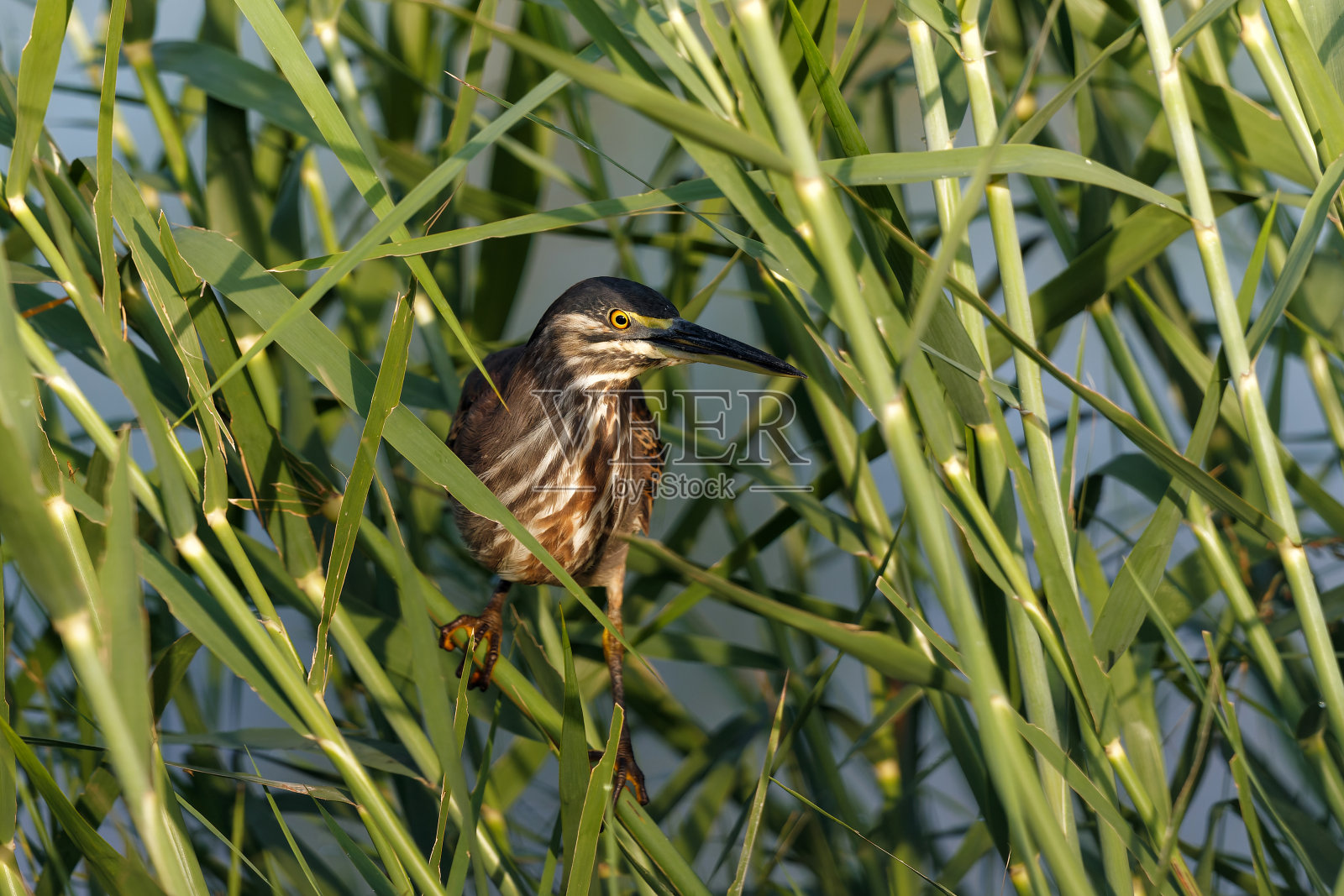 克鲁格国家公园的绿背苍鹭照片摄影图片