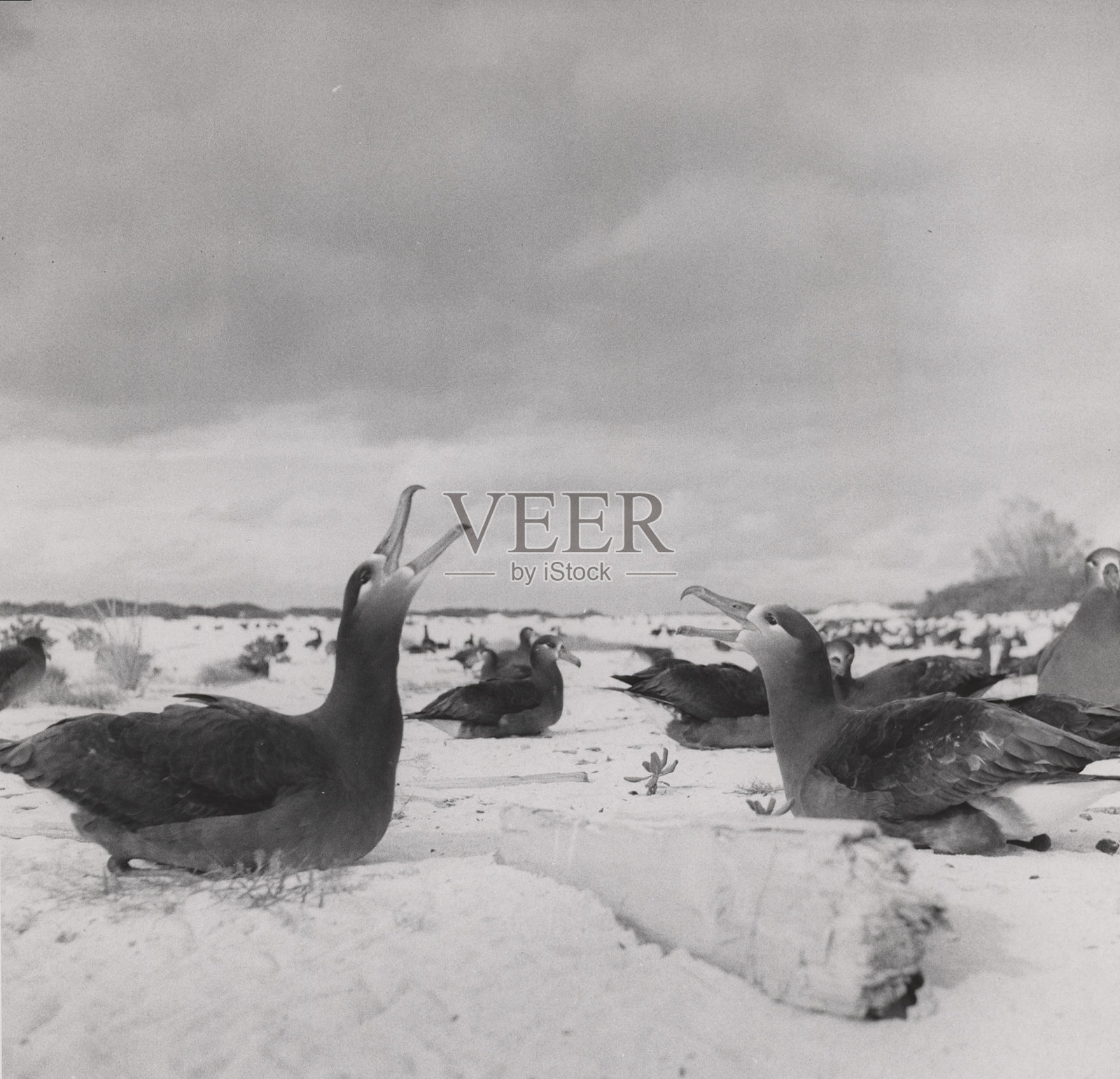 信天翁照片摄影图片