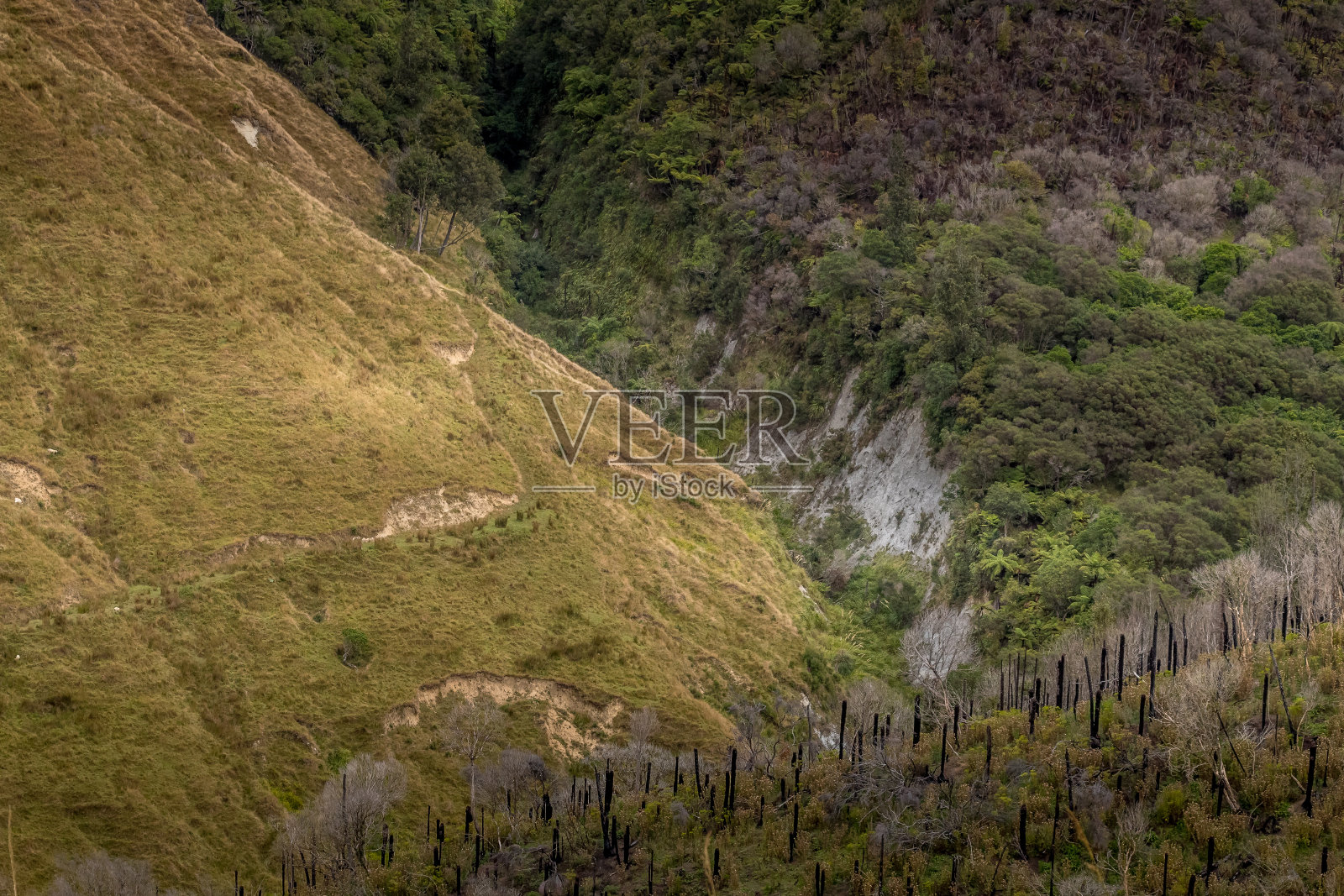 沿着路边。tarnaki、新西兰照片摄影图片