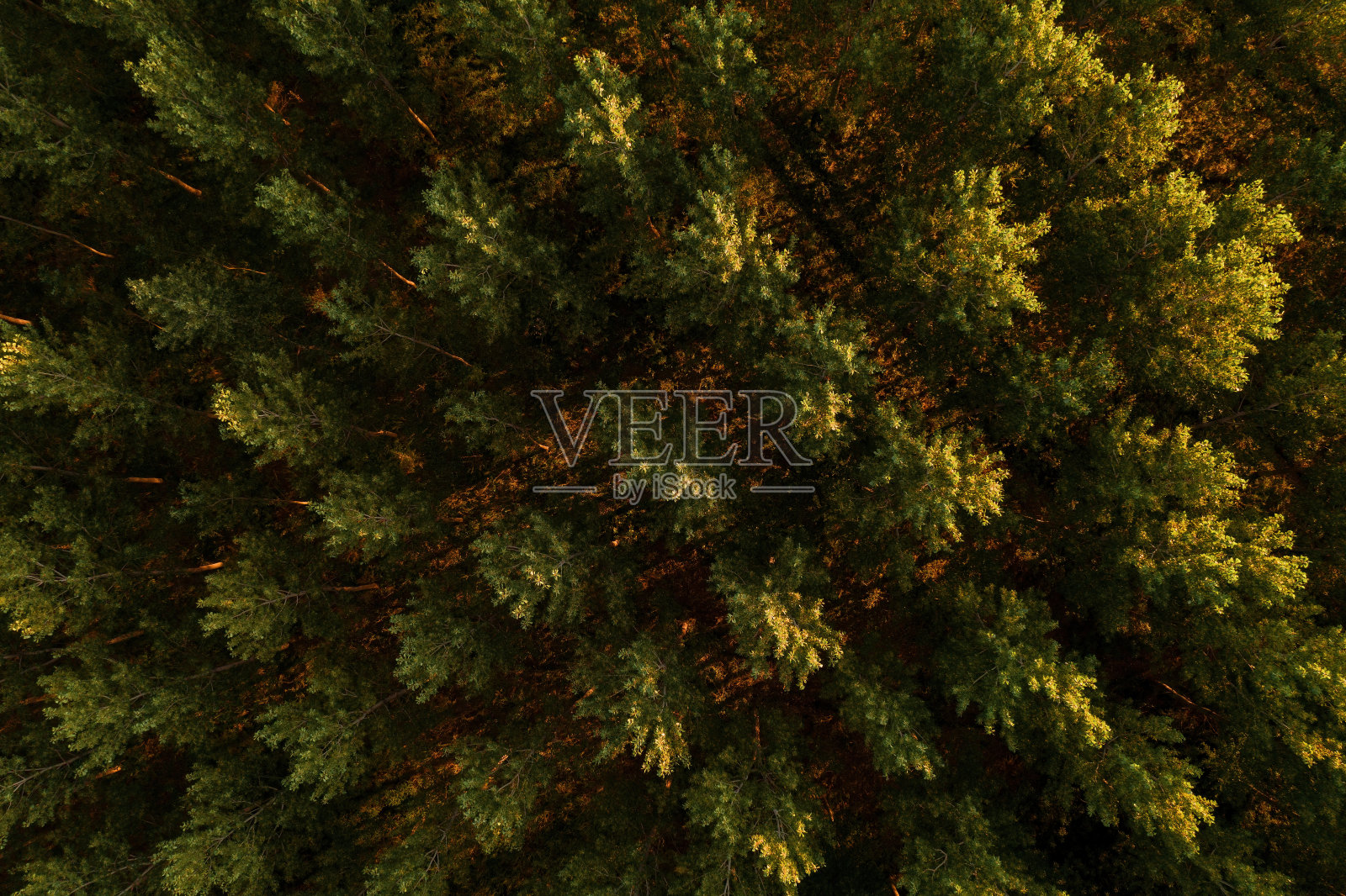 从无人机视角鸟瞰图的杨木树梢图案照片摄影图片