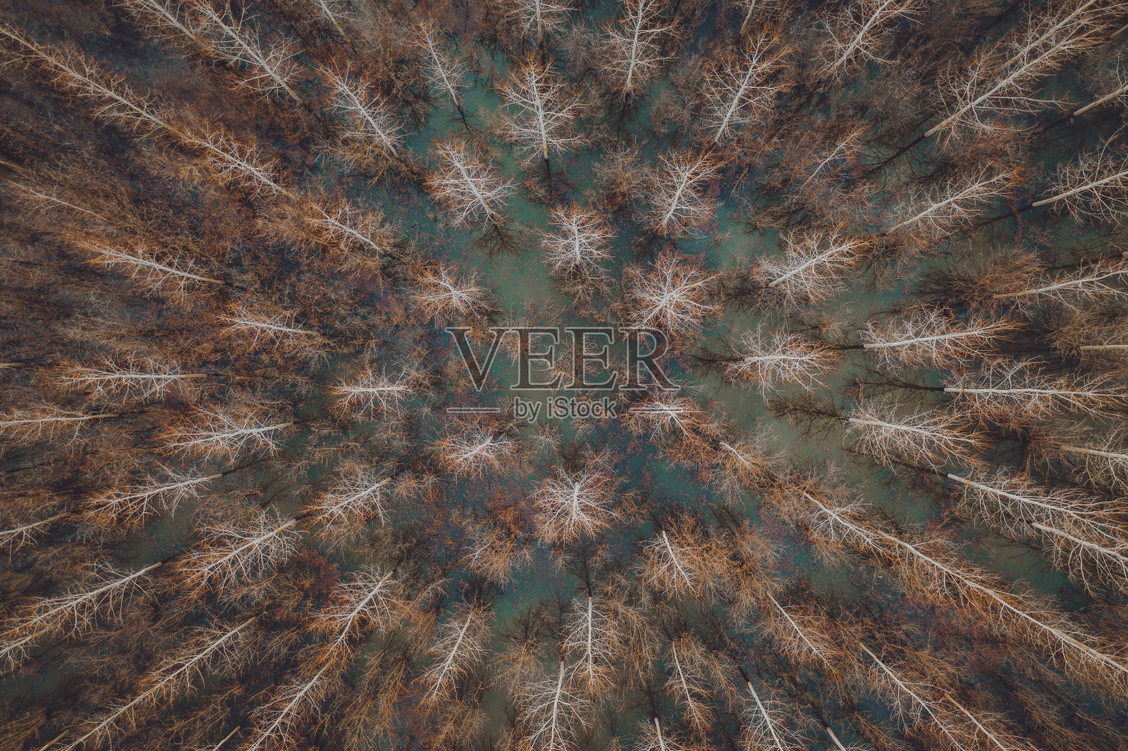 从无人机视角鸟瞰被淹的棉白杨森林，俯视图照片摄影图片