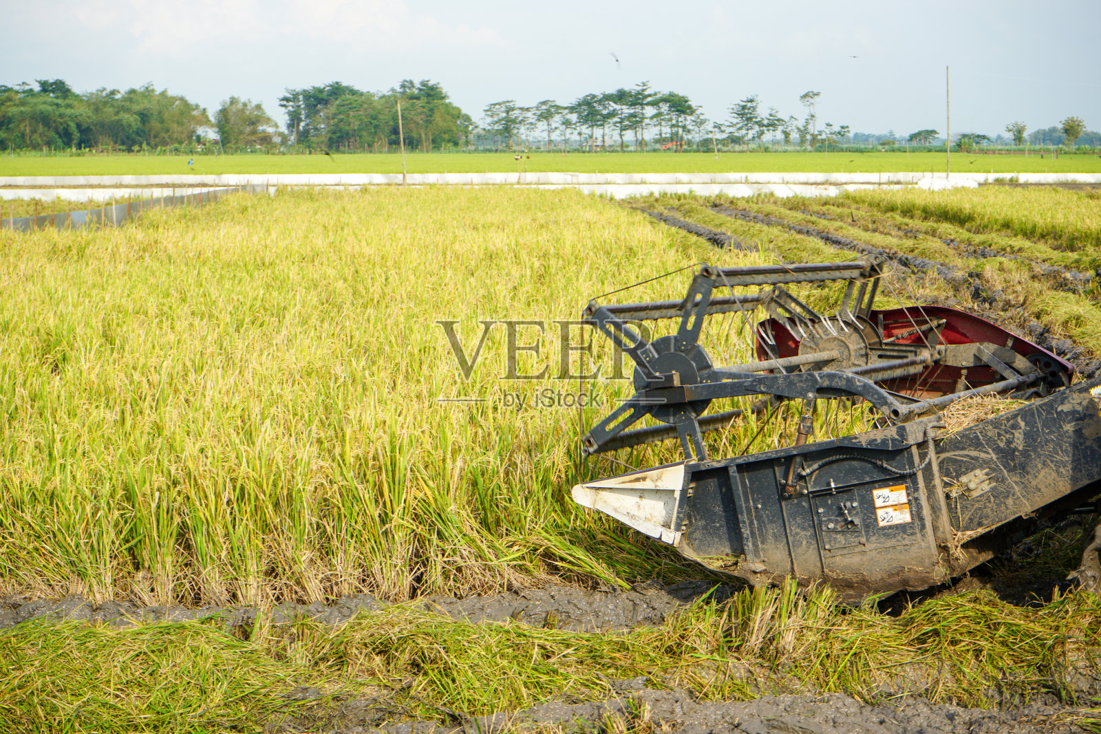 自动水稻收获机。照片摄影图片