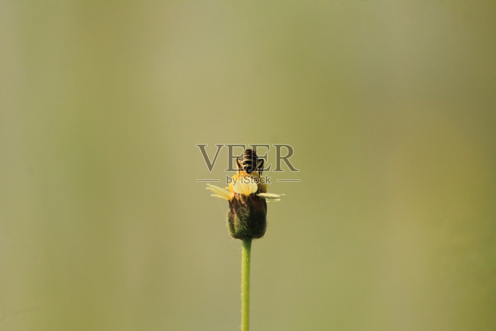 一只蜜蜂在花园里的一朵小花上照片摄影图片