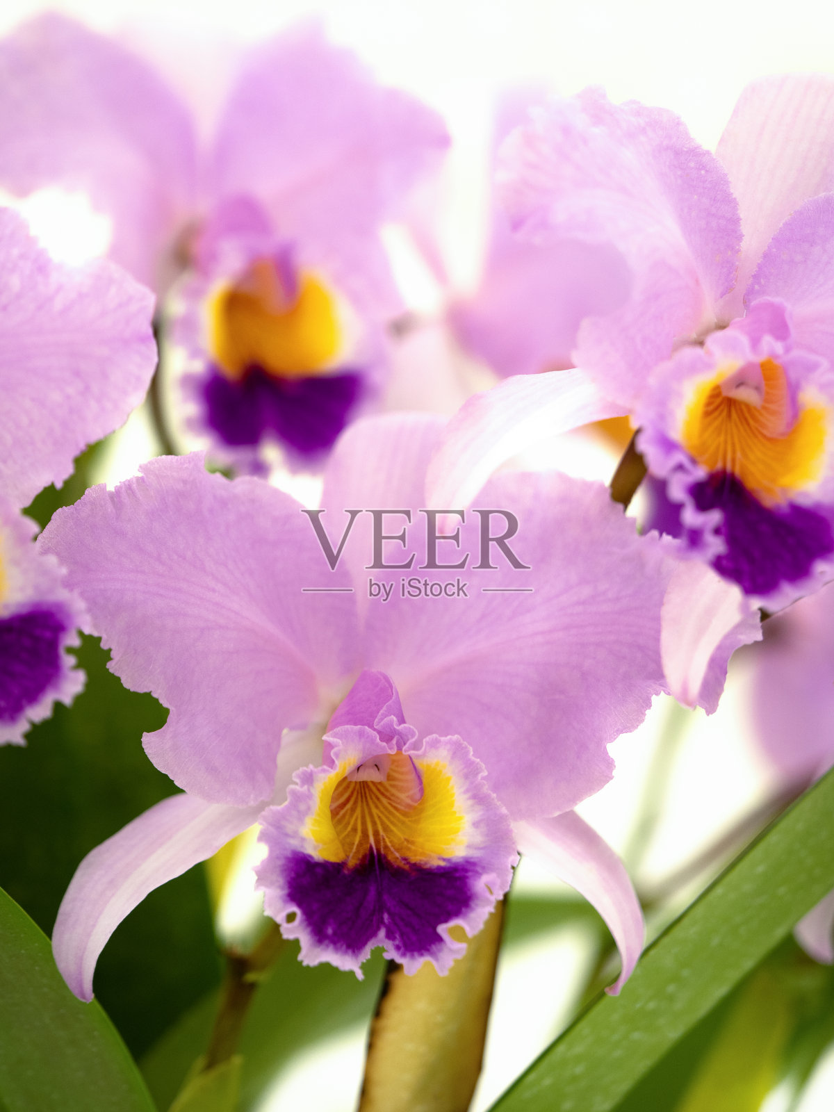 卡特里亚花照片摄影图片