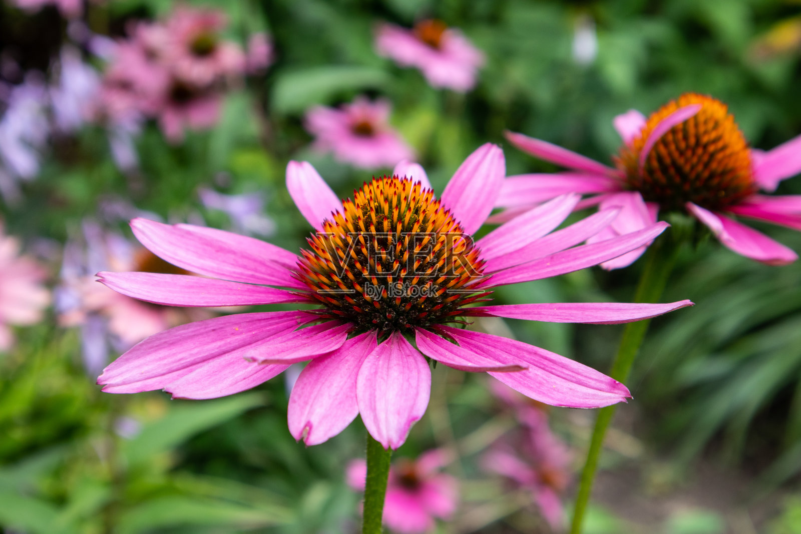 紫锥菊紫竹照片摄影图片