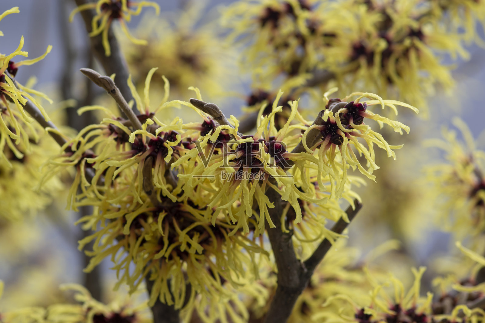 金缕梅中黄冬春开花植物，群令人惊异的金缕梅阿诺德承诺花盛开照片摄影图片