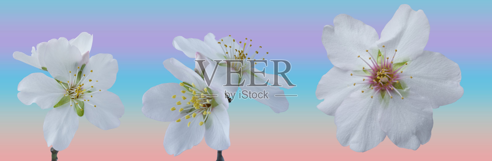 新开的杏花横幅照片摄影图片