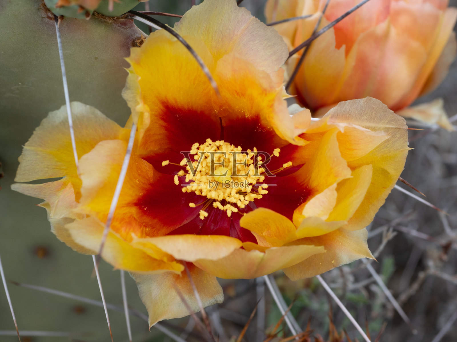 仙人掌从上面开花照片摄影图片