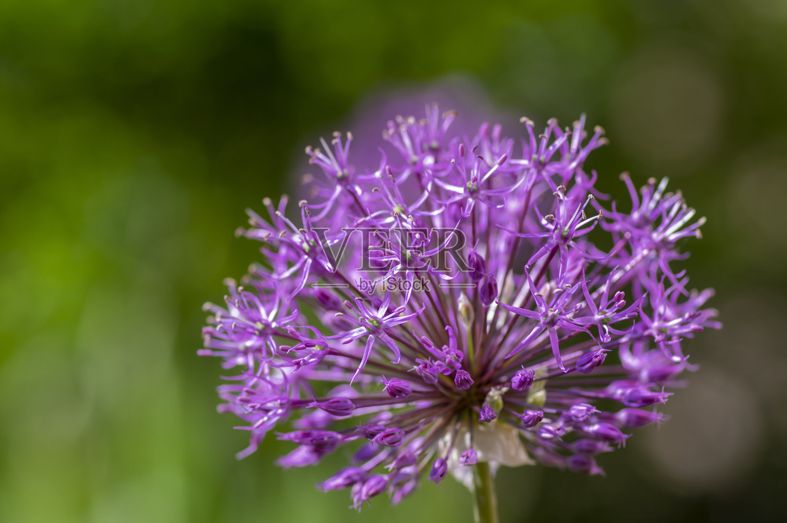 荷兰葱波斯洋葱荷兰蒜紫色开花植物，观赏花盛开照片摄影图片