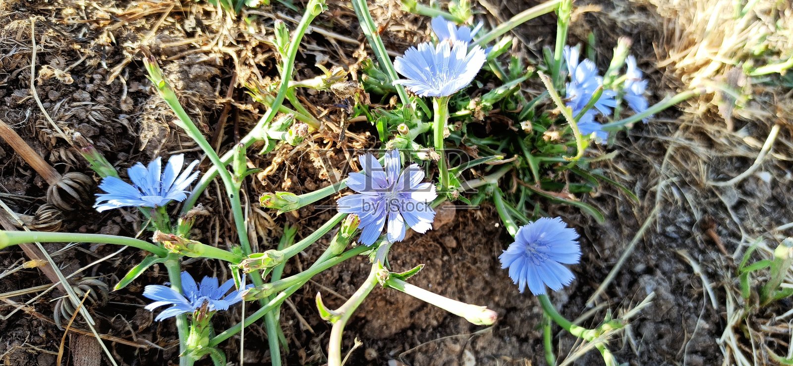 菊苣(菊苣属)照片摄影图片