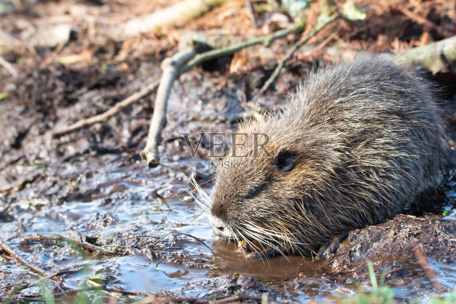 海狸鼠，河狸鼠，食草，半水生啮齿类动物，肌科的成员，在河床，幼小动物，栖息湿地，河鼠照片摄影图片