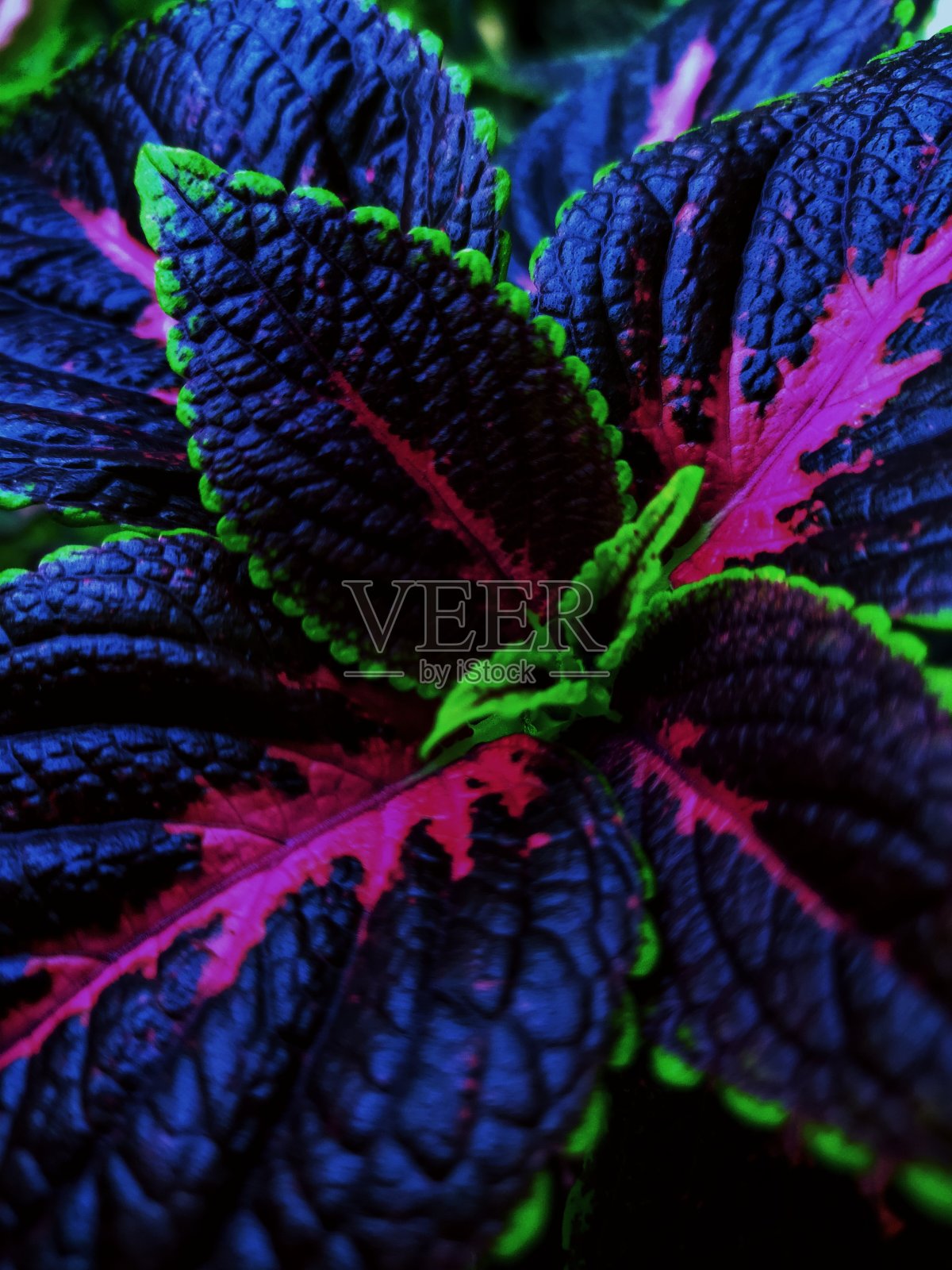 红色和绿色彩色花属植物照片摄影图片