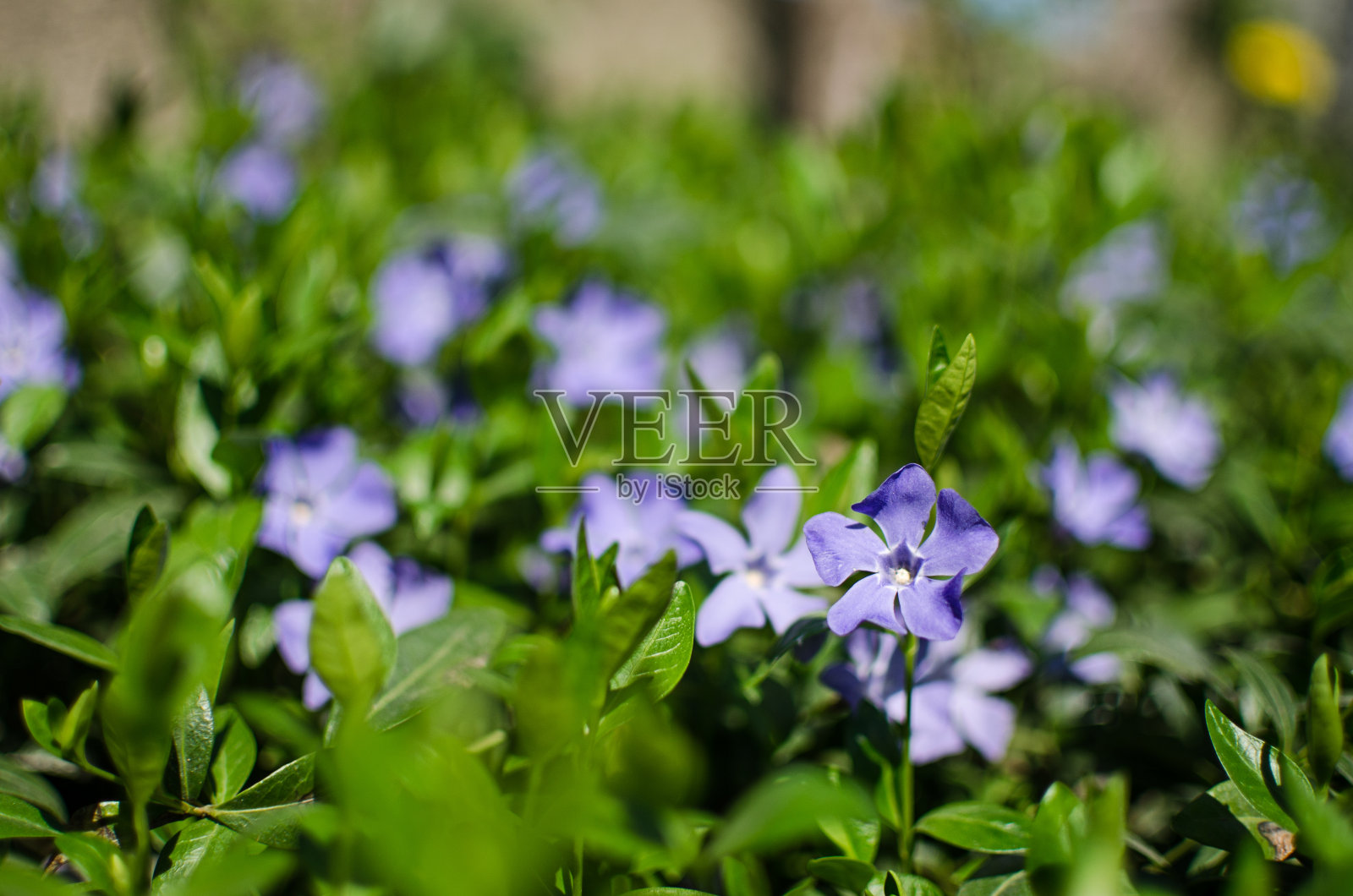 用娇嫩的长春花做背景照片摄影图片
