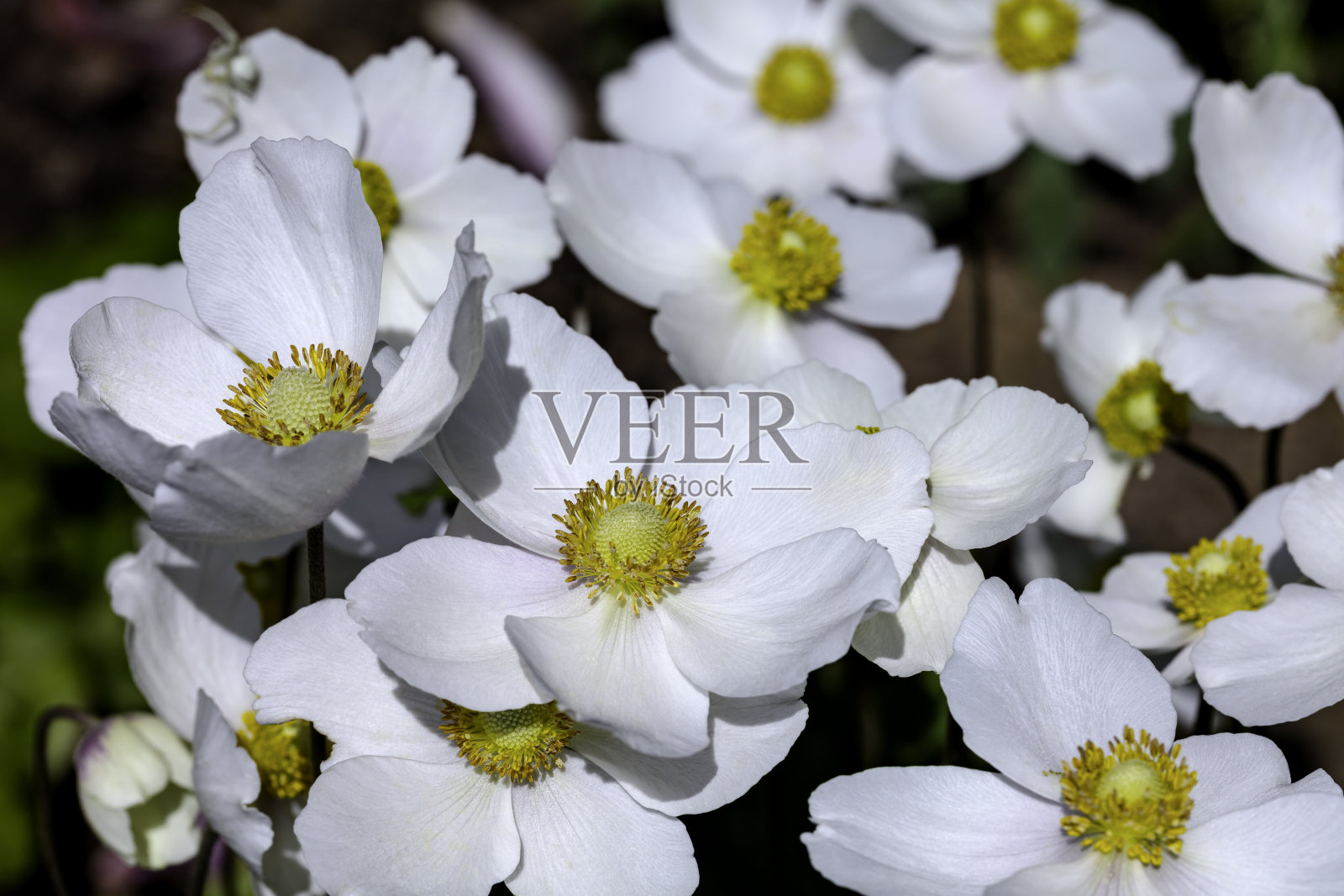 白花银莲花，湖北银莲花照片摄影图片